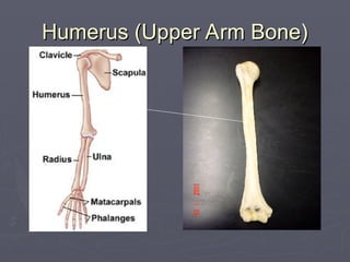 Humerus (Upper Arm Bone)
Humerus (Upper Arm Bone)
 