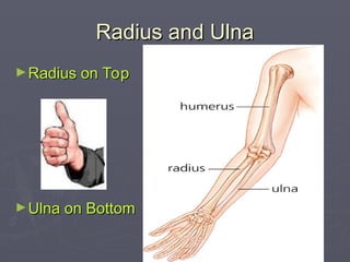 Radius and Ulna
Radius and Ulna
►Radius on Top
Radius on Top
►Ulna on Bottom
Ulna on Bottom
 