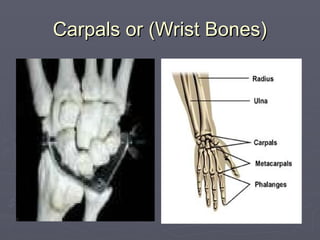 Carpals or (Wrist Bones)
Carpals or (Wrist Bones)
 