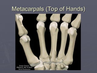 Metacarpals (Top of Hands)
Metacarpals (Top of Hands)
 