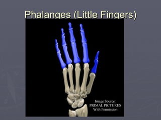 Phalanges (Little Fingers)
Phalanges (Little Fingers)
 
