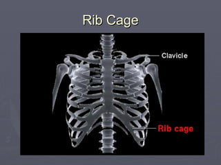 Rib Cage
Rib Cage
 