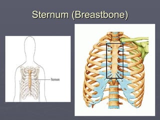 Sternum (Breastbone)
Sternum (Breastbone)
 