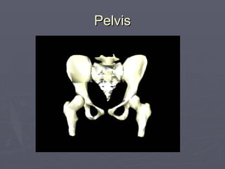 Pelvis
Pelvis
 