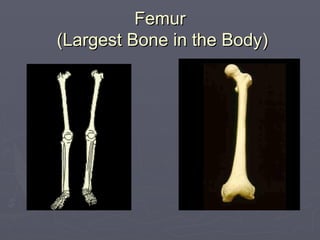 Femur
Femur
(Largest Bone in the Body)
(Largest Bone in the Body)
 