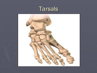 Tarsals
Tarsals
 