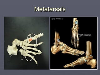 Metatarsals
Metatarsals
 