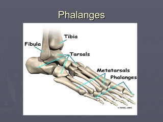 Phalanges
Phalanges
 