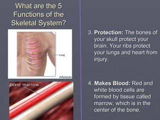 What are the 5
What are the 5
Functions of the
Functions of the
Skeletal System?
Skeletal System?
3
3.
. Protection:
Protection: The bones of
The bones of
your skull protect your
your skull protect your
brain. Your ribs protect
brain. Your ribs protect
your lungs and heart from
your lungs and heart from
injury.
injury.
4.
4. Makes Blood:
Makes Blood: Red and
Red and
white blood cells are
white blood cells are
formed by tissue called
formed by tissue called
marrow, which is in the
marrow, which is in the
center of the bone.
center of the bone.
 