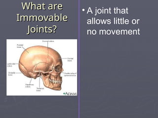 What are
What are
Immovable
Immovable
Joints?
Joints?
• A joint that
allows little or
no movement
 