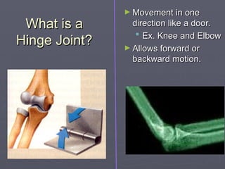 What is a
What is a
Hinge Joint?
Hinge Joint?
► Movement in one
Movement in one
direction like a door.
direction like a door.
 Ex. Knee and Elbow
Ex. Knee and Elbow
► Allows forward or
Allows forward or
backward motion.
backward motion.
 