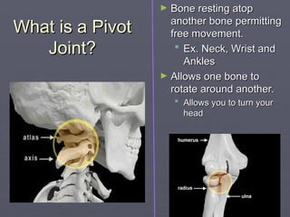 What is a Pivot
What is a Pivot
Joint?
Joint?
► Bone resting atop
Bone resting atop
another bone permitting
another bone permitting
free movement.
free movement.
 Ex. Neck, Wrist and
Ex. Neck, Wrist and
Ankles
Ankles
► Allows one bone to
Allows one bone to
rotate around another.
rotate around another.
 Allows you to turn your
Allows you to turn your
head
head
 