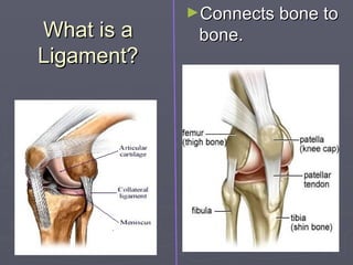 What is a
What is a
Ligament?
Ligament?
►Connects bone to
Connects bone to
bone.
bone.
 
