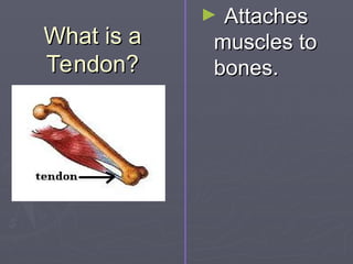What is a
What is a
Tendon?
Tendon?
► Attaches
Attaches
muscles to
muscles to
bones.
bones.
 