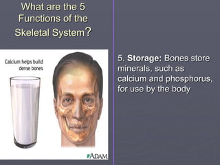 What are the 5
What are the 5
Functions of the
Functions of the
Skeletal System
Skeletal System?
?
5.
5. Storage:
Storage: Bones store
Bones store
minerals, such as
minerals, such as
calcium and phosphorus,
calcium and phosphorus,
for use by the body
for use by the body
 