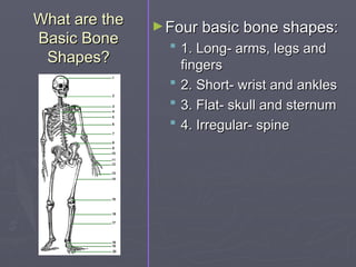 What are the
What are the
Basic Bone
Basic Bone
Shapes?
Shapes?
►Four basic bone shapes:
Four basic bone shapes:
 1. Long- arms, legs and
1. Long- arms, legs and
fingers
fingers
 2. Short- wrist and ankles
2. Short- wrist and ankles
 3. Flat- skull and sternum
3. Flat- skull and sternum
 4. Irregular- spine
4. Irregular- spine
 