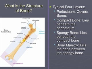What is the Structure
What is the Structure
of Bone?
of Bone?
► Typical Four Layers:
Typical Four Layers:
 Periosteum: Covers
Periosteum: Covers
Bones
Bones
 Compact Bone: Lies
Compact Bone: Lies
beneath the
beneath the
periosteum
periosteum
 Spongy Bone: Lies
Spongy Bone: Lies
beneath the
beneath the
compact bone
compact bone
 Bone Marrow: Fills
Bone Marrow: Fills
the gaps between
the gaps between
the spongy bone
the spongy bone
 