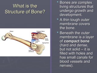 What is the
What is the
Structure of Bone?
Structure of Bone?
 Bones are complex
Bones are complex
living structures that
living structures that
undergo growth and
undergo growth and
development.
development.
 A thin tough outer
A thin tough outer
membrane covers
membrane covers
the bone.
the bone.
 Beneath the outer
Beneath the outer
membrane is a layer
membrane is a layer
of
of compact bone
compact bone
(hard and dense,
(hard and dense,
but not solid – it is
but not solid – it is
filled with holes and
filled with holes and
has small canals for
has small canals for
blood vessels and
blood vessels and
nerves).
nerves).
 