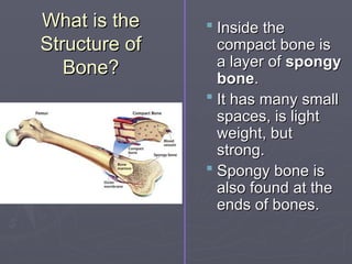 What is the
What is the
Structure of
Structure of
Bone?
Bone?
 Inside the
Inside the
compact bone is
compact bone is
a layer of
a layer of spongy
spongy
bone
bone.
.
 It has many small
It has many small
spaces, is light
spaces, is light
weight, but
weight, but
strong.
strong.
 Spongy bone is
Spongy bone is
also found at the
also found at the
ends of bones.
ends of bones.
 