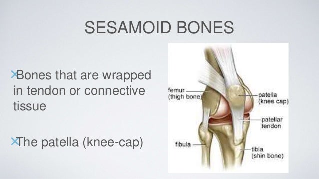 Skeletal system pp