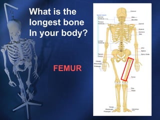 What is the  longest bone In your body? FEMUR 