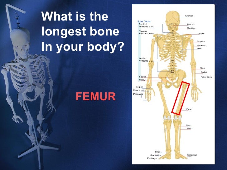 Skeletal System Ppt