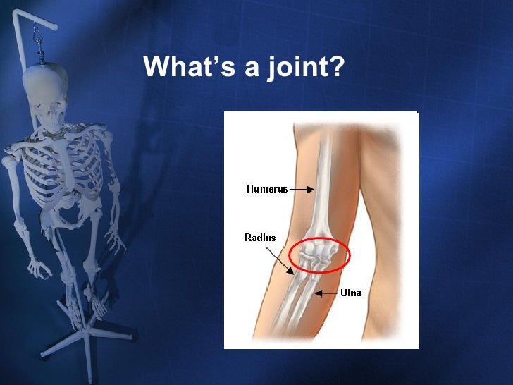 Skeletal System Ppt