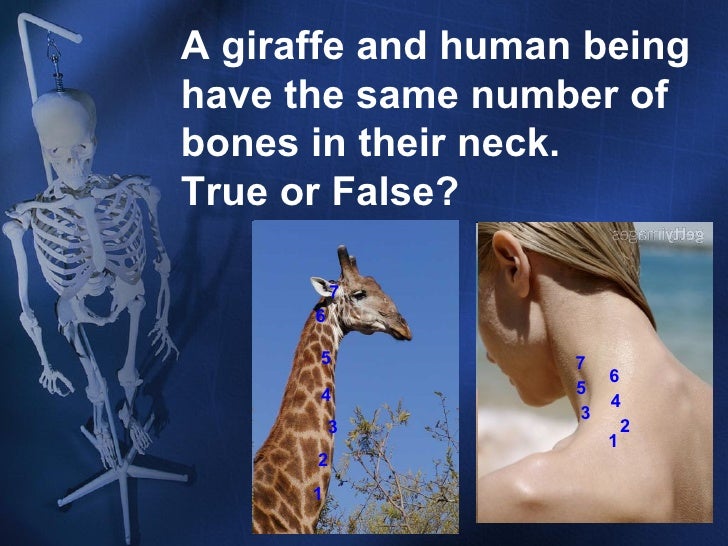 Skeletal System