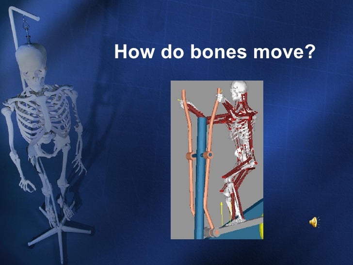 Skeletal system ppt