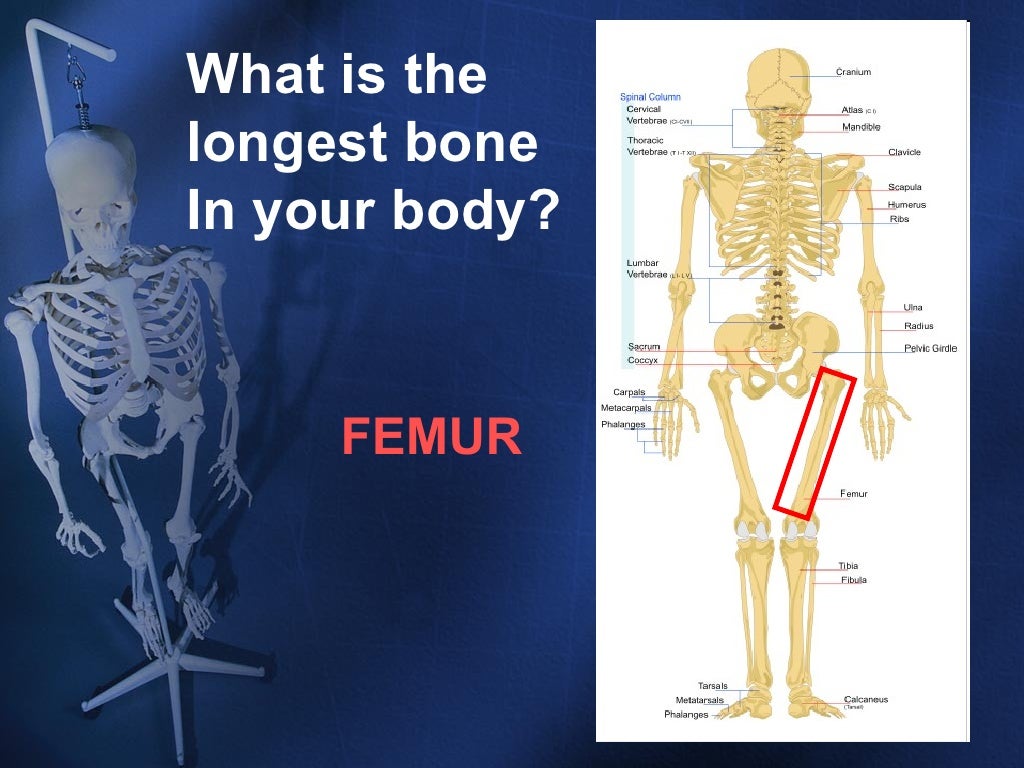 presentation skeletal system