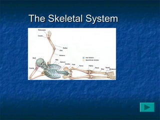 The Skeletal SystemThe Skeletal System
 