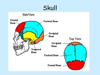 Skull
 