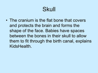 Skull
• The cranium is the flat bone that covers
and protects the brain and forms the
shape of the face. Babies have spaces
between the bones in their skull to allow
them to fit through the birth canal, explains
KidsHealth.
 