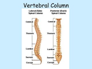 Vertebral Column
 