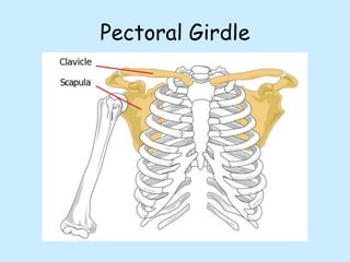 Pectoral Girdle
 