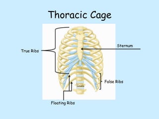 Thoracic Cage
Sternum
True Ribs
False Ribs
Floating Ribs
 