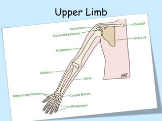 Upper Limb
 