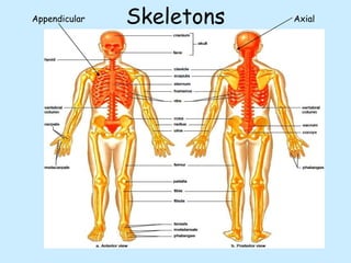 Skeletons
Appendicular Axial
 