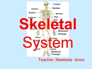 Skeletal
System
Teacher: Maekeda binns
 