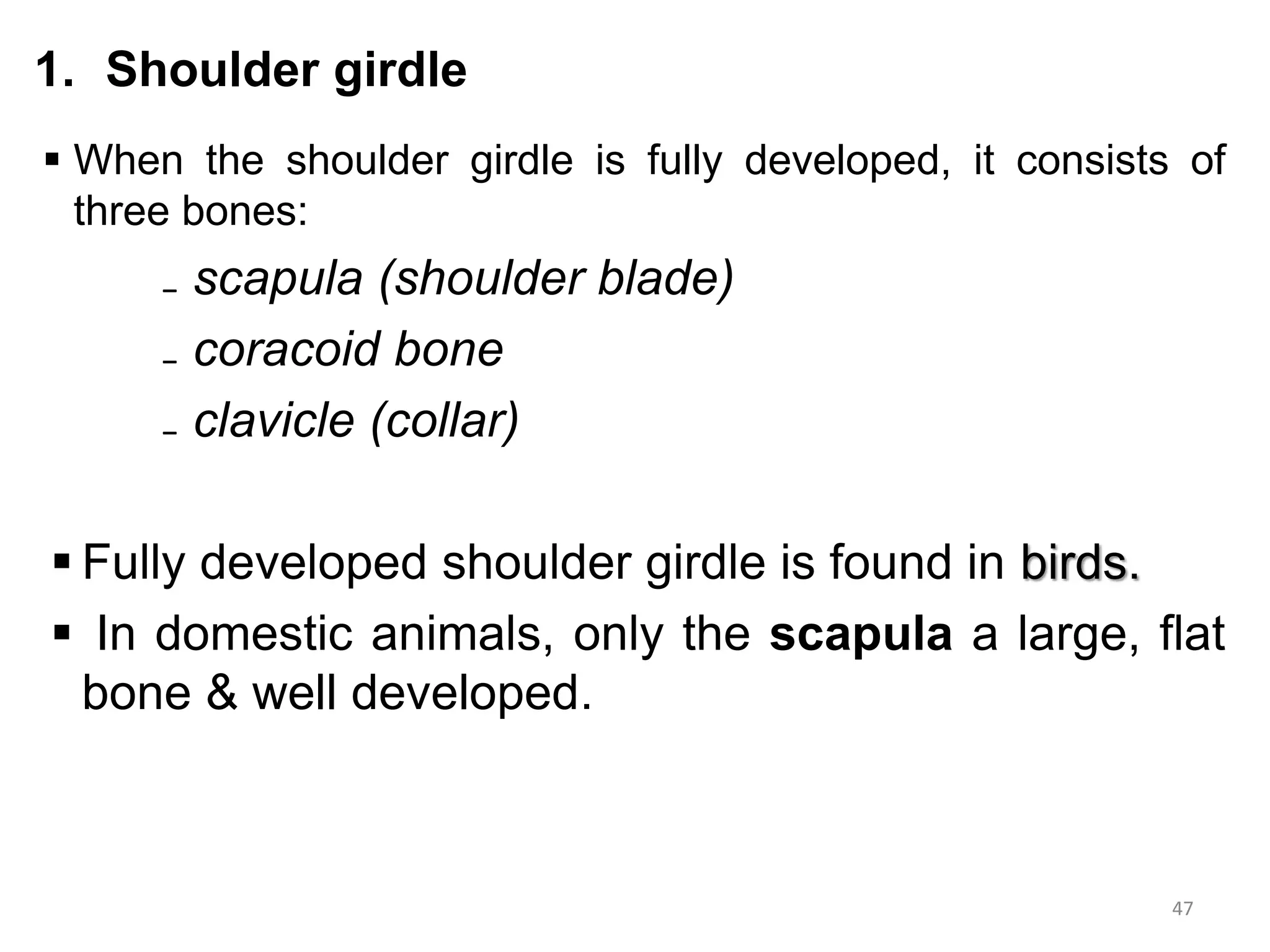 Skeletal system_presentation.pptx