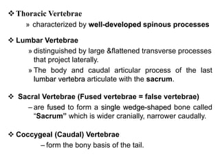Skeletal system_presentation.pptx