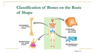 SKELETAL SYSTEM PRESENTATION.pptx by Daniel Kaiwe | PPTX