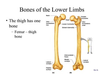 skeletal system ready anatomy pharmacy.ppt