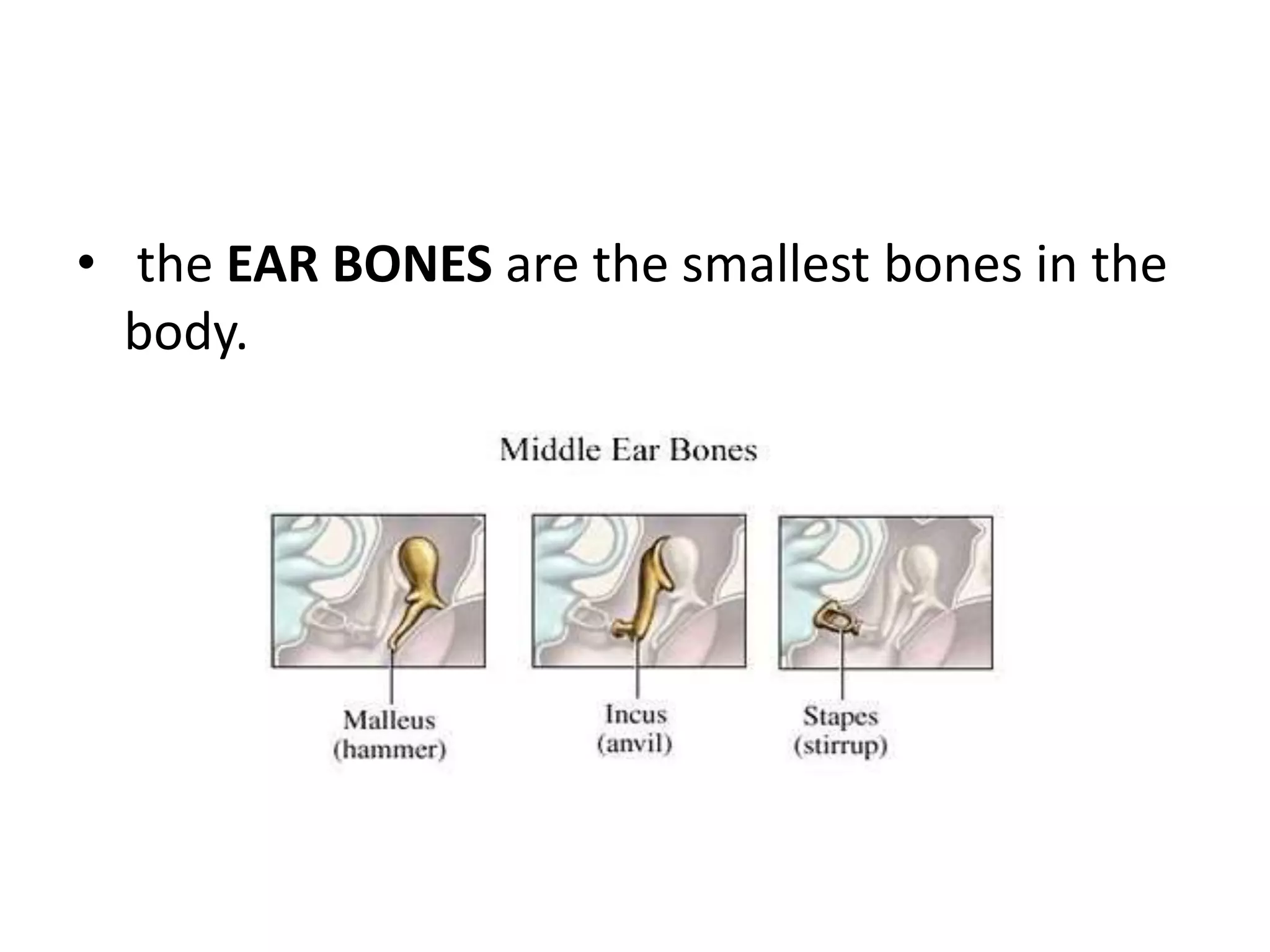 • the EAR BONES are the smallest bones in the
body.
 