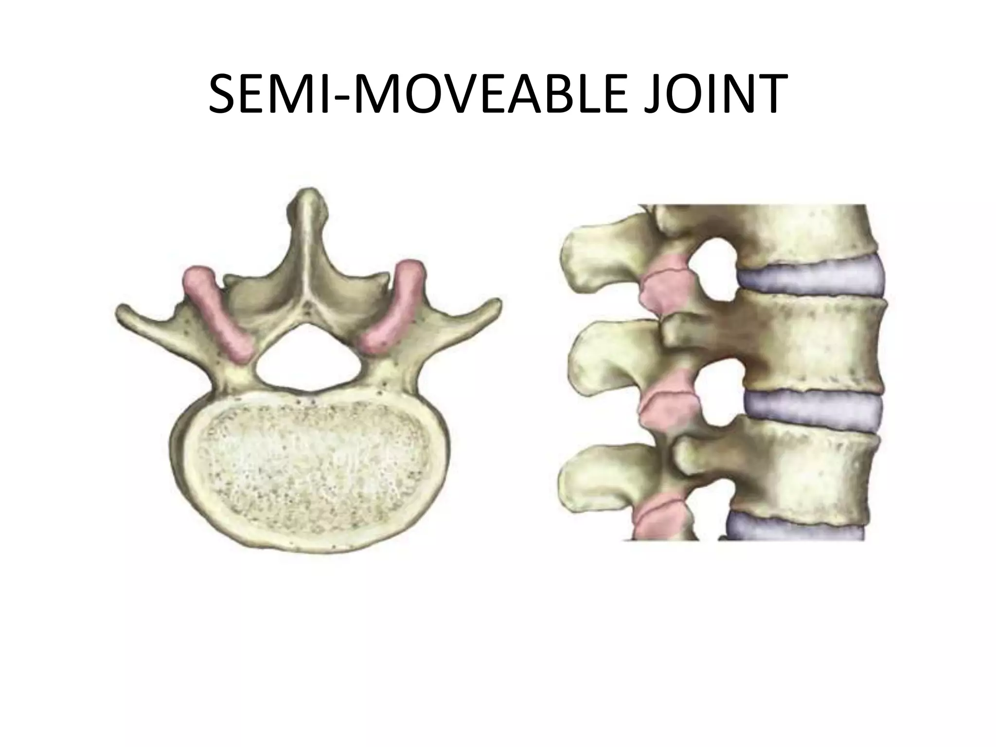 SEMI-MOVEABLE JOINT
 