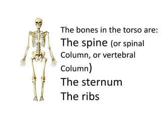 The bones in the torso are:
The spine (or spinal
Column, or vertebral
Column)
The sternum
The ribs
 