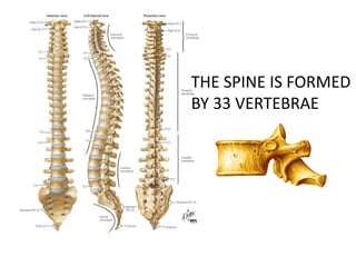 THE SPINE IS FORMED
BY 33 VERTEBRAE
 