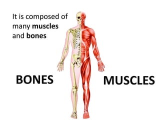 BONES MUSCLES
It is composed of
many muscles
and bones
 