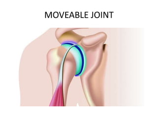 MOVEABLE JOINT
 