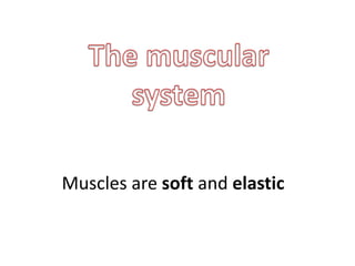 Muscles are soft and elastic
 